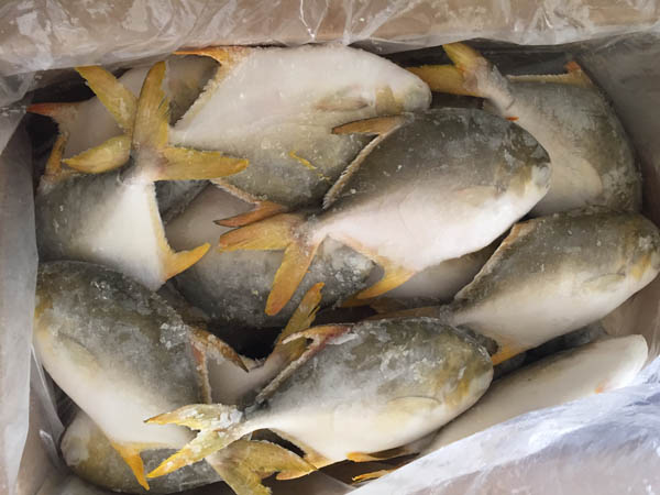 %E9%87%91%E9%B2%B3%E9%B1%BC%20golden%20pomfret1.jpg