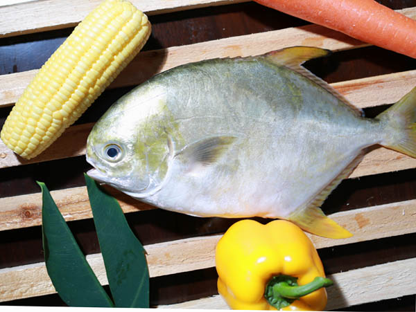 %E9%87%91%E9%B2%B3%E9%B1%BC%20golden%20pomfret.jpg