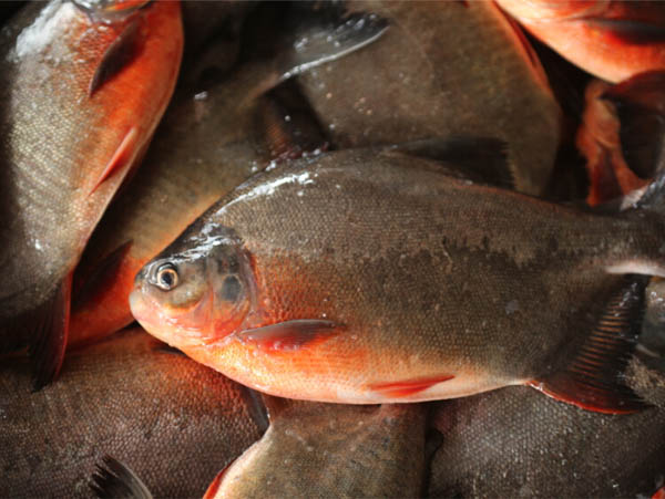 %E7%B4%85%E9%B2%B3%E9%B1%BC%20frozen%20red%20pomfret1.jpg